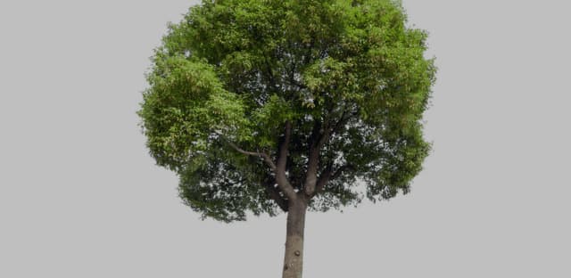 Broad-leaved tree