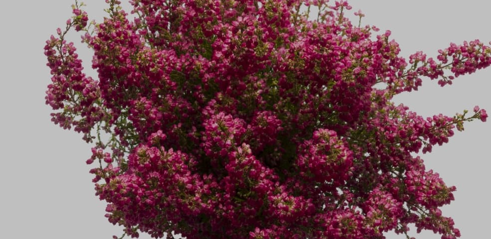 Subshrub