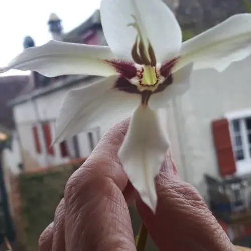 Acidanthera (Gladiolus murielae)-i