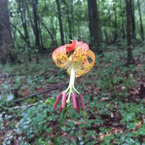 Carolina lily (Lilium michauxii)-i