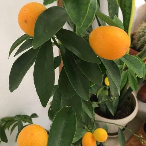 キンカン（金冠） (Citrus japonica)-i