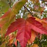 アメリカハナノキ（亜米利加花木） (Acer rubrum)-i