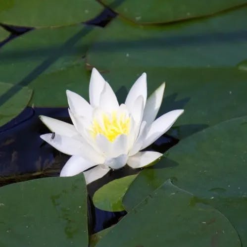 White water-lily (Nymphaea alba)-i