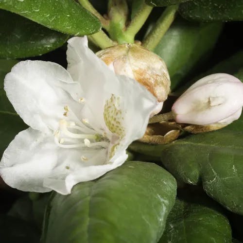 ハクサンシャクナゲ（白山石楠花） (Rhododendron brachycarpum)-i