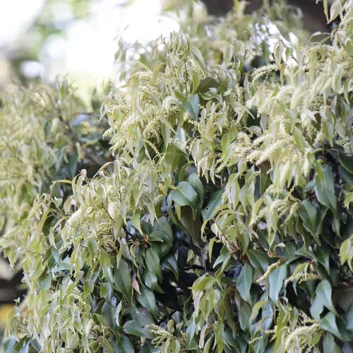 スダジイ（すだ椎） (Castanopsis sieboldii)-i