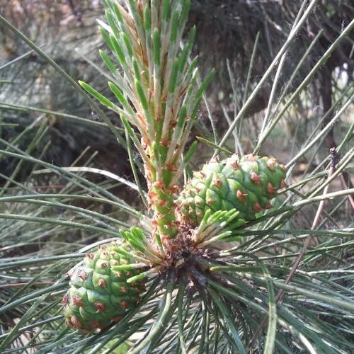 シロマツ（白松） (Pinus bungeana)-i