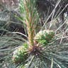 Lacebark pine (Pinus bungeana)-i