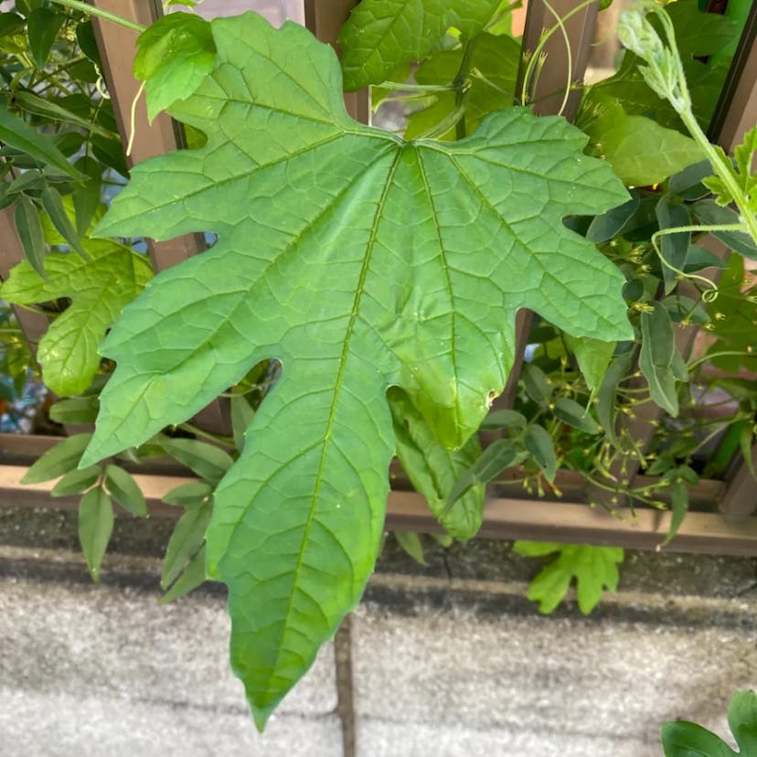 ナンバンカラスウリ（南蛮烏瓜） (Momordica cochinchinensis)-i