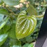 ニガカシュウ（苦何首烏） (Dioscorea bulbifera)-i