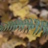 ジュウモンジシダ（十文字羊歯） (Polystichum tripteron)-i