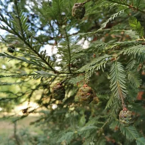 セコイア (Sequoia sempervirens)-i