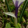 Spring crocus (Crocus vernus)-i