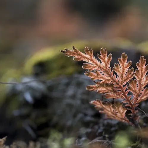 イヌカタヒバ（犬片檜葉） (Selaginella moellendorffii)-i