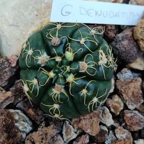 Spider cactus (Gymnocalycium denudatum)-i