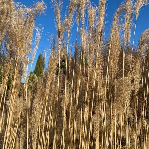 ススキ（薄） (Miscanthus sinensis)-i