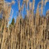 ススキ（薄） (Miscanthus sinensis)-i