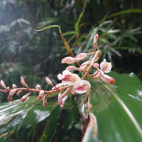 クマタケラン（熊竹蘭） (Alpinia formosana)-i