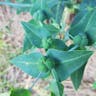 ホルトソウ（続随子草） (Euphorbia lathyris)-i