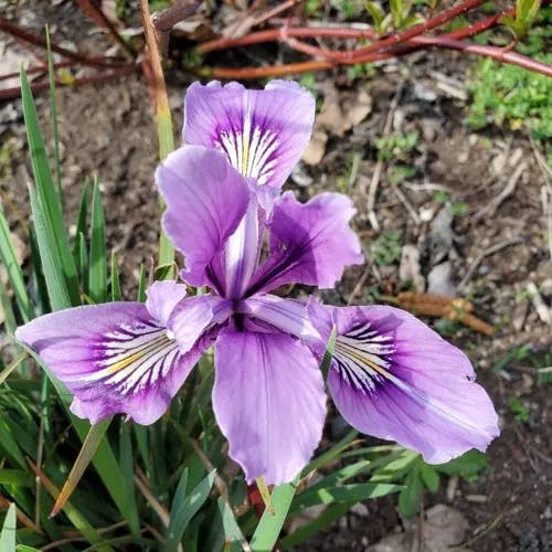 Marin iris (Iris douglasiana)-i