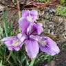 Marin iris (Iris douglasiana)-i