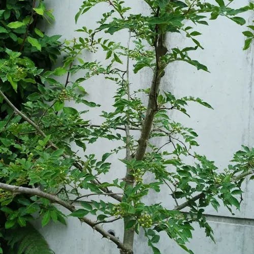 カホクザンショウ（華北山椒） (Zanthoxylum bungeanum)-i