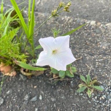 Large white petunia
