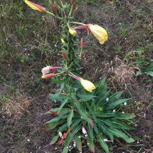 オオマツヨイグサ（大待宵草） (Oenothera glazioviana)-i