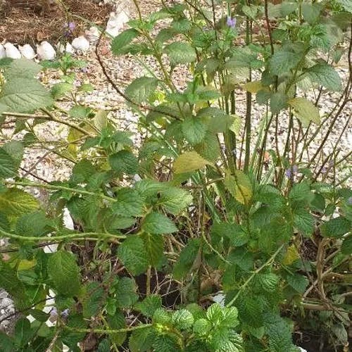 Blue porterweed (Stachytarpheta indica)-i