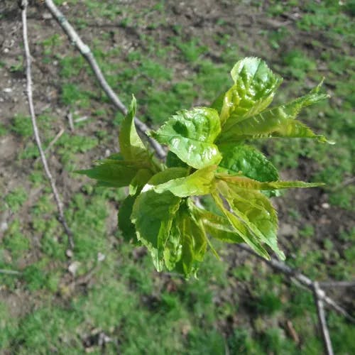 ウワミズザクラ（上溝桜） (Prunus grayana)-i