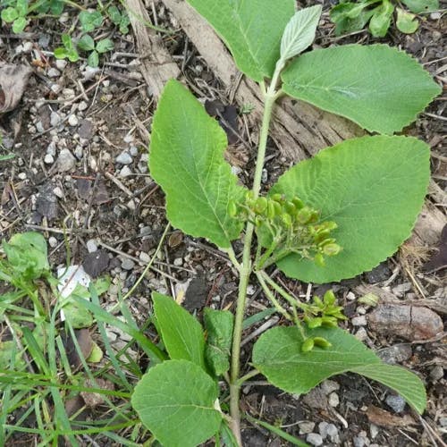 Mealytree (Viburnum lantana)-i