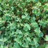 New zealand-yam (Oxalis tuberosa)-i