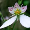 Creeping saxifrage (Saxifraga stolonifera)-i