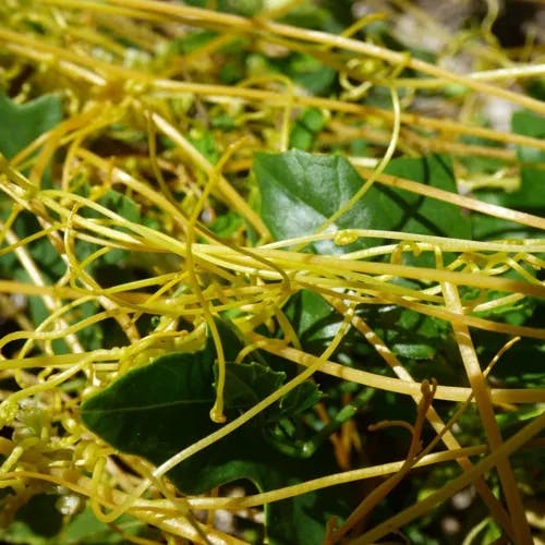 アメリカネナシカズラ（亜米利加根無蔓） (Cuscuta campestris)-i