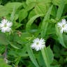 エゾオオヤマハコベ（蝦夷大山繁縷） (Stellaria radians)-i