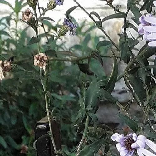 ユウゼンギク（友禅菊） (Symphyotrichum novi-belgii)-i