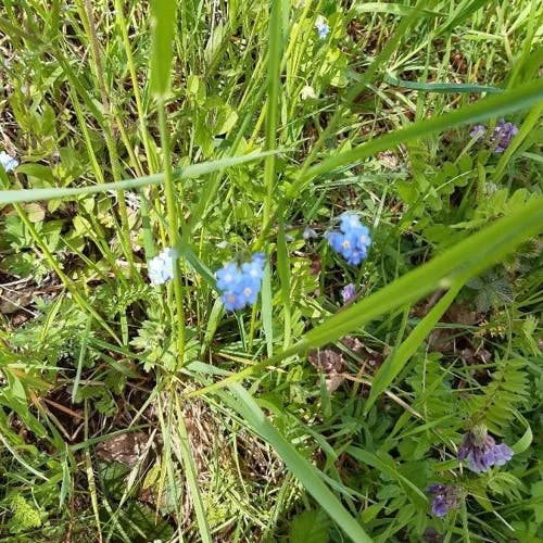 Alpine forget-me-not (Myosotis alpestris)-i