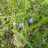 Alpine forget-me-not (Myosotis alpestris)-i