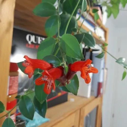 Lipstickplant (Aeschynanthus radicans)-i