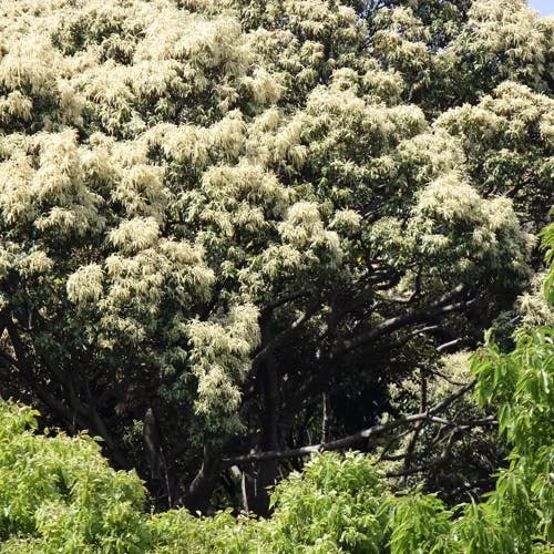 スダジイ（すだ椎） (Castanopsis sieboldii)-i