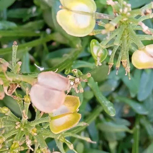 トキワマガリバナ（常葉曲がり花） (Iberis sempervirens)-i