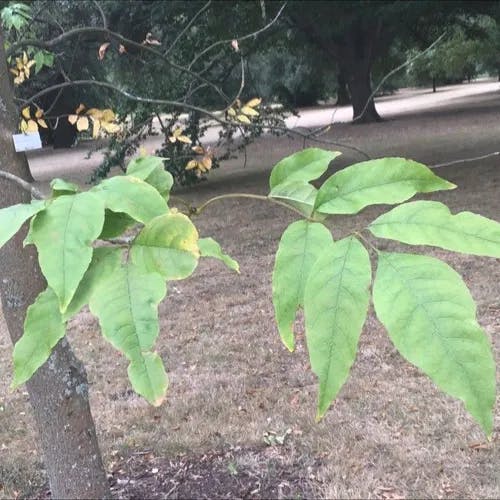 Pumpkin ash (Fraxinus profunda)-i