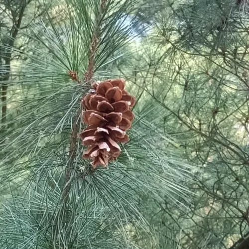 Bhutan pine (Pinus wallichiana)-i