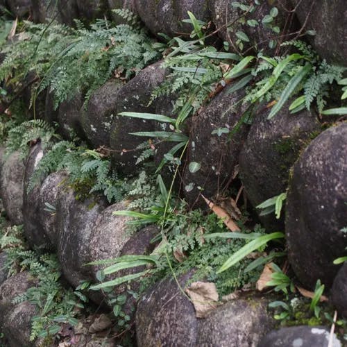 アオガネシダ（青金石羊歯） (Asplenium wilfordii)-i