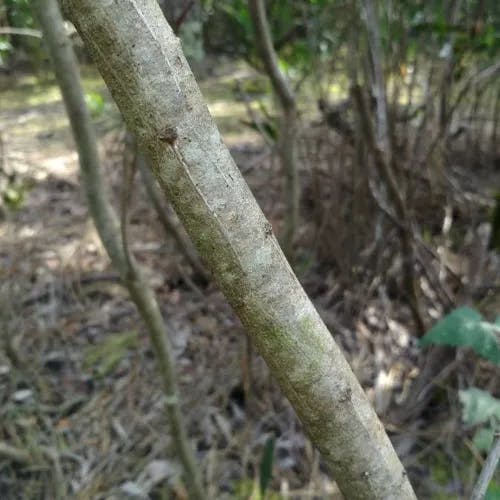 ナガバアカシア（長葉アカシア） (Acacia longifolia)-i