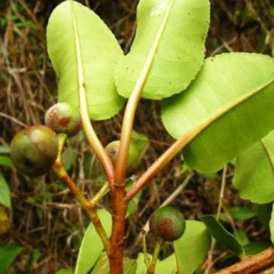 African cherry