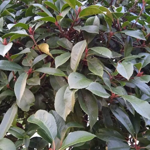 オオカナメモチ（大要黐） (Photinia serratifolia)-i