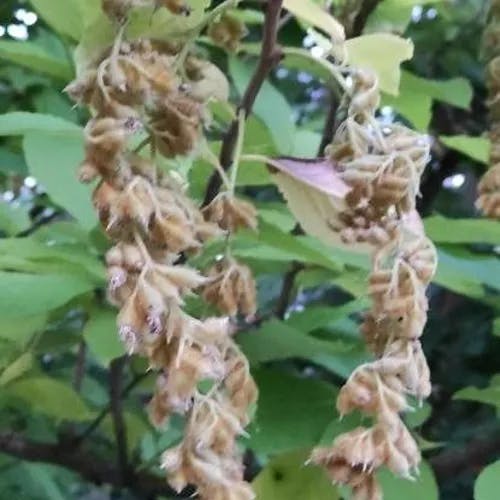 オオバアサガラ（大葉麻殻） (Pterostyrax hispidus)-i