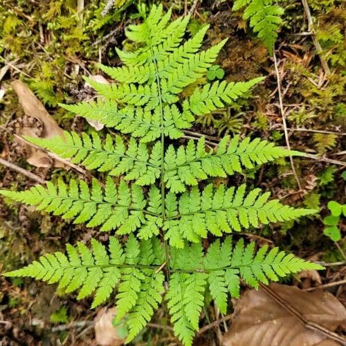 シラネワラビ（白根蕨） (Dryopteris expansa)-i