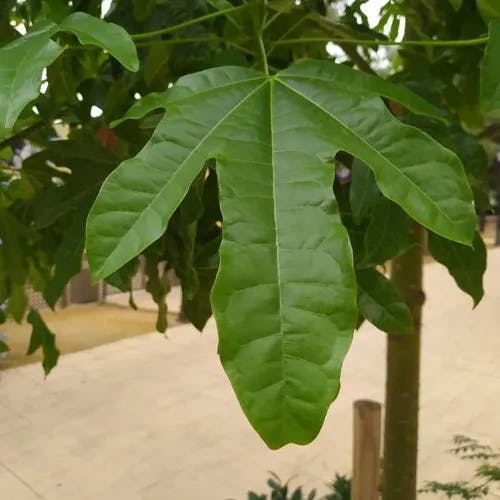 ゴウシュウアオギリ（豪州梧桐） (Brachychiton acerifolius)-i