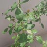 シロバナワタ（白花綿） (Gossypium herbaceum)-i